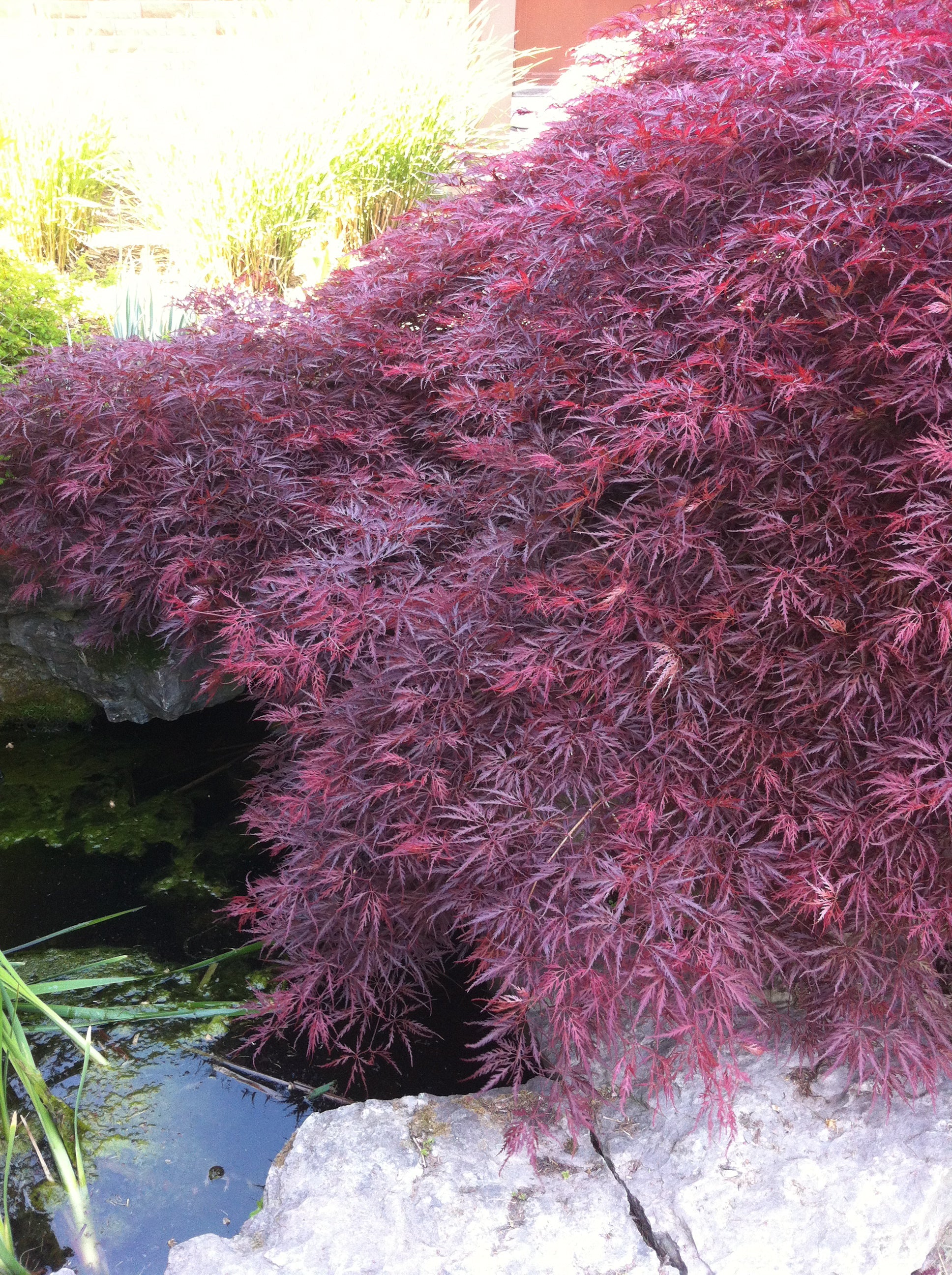 Acer palmatum dissectum Crimson Queen Crimson Queen Japanese Maple