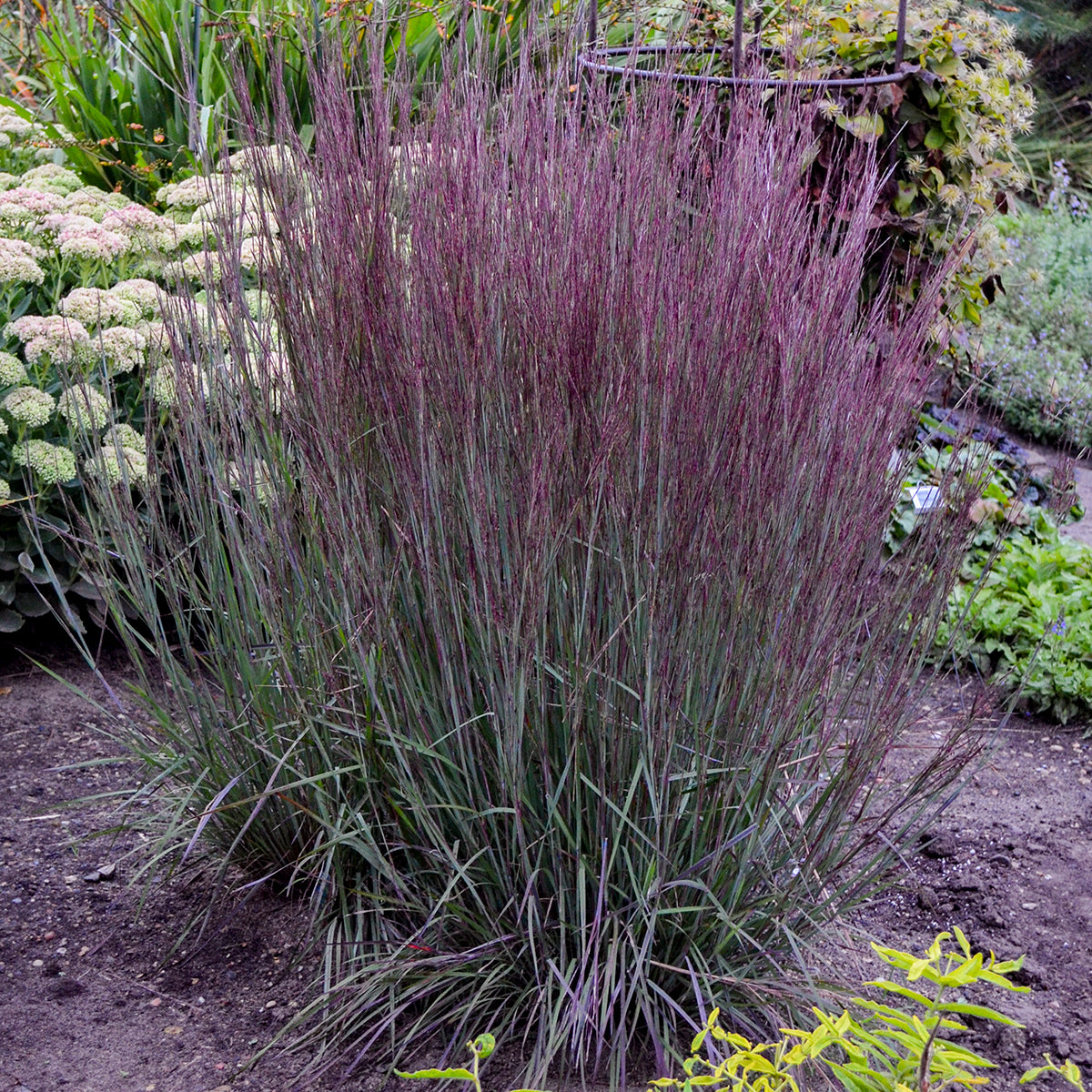 Schizachyrium scoparium Blue Paradise PP28145, CPBR5650 Blue Paradise Little Bluestem