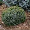 Picea omorika Peve Tijn Golden Dwarf Serbian Spruce