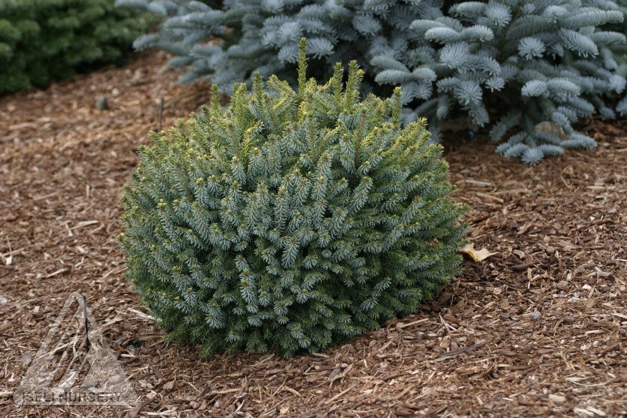 Picea omorika Peve Tijn Golden Dwarf Serbian Spruce