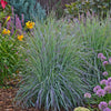 Schizachyrium scoparium Twilight Zone PP27432 Twilight Zone Little Bluestem