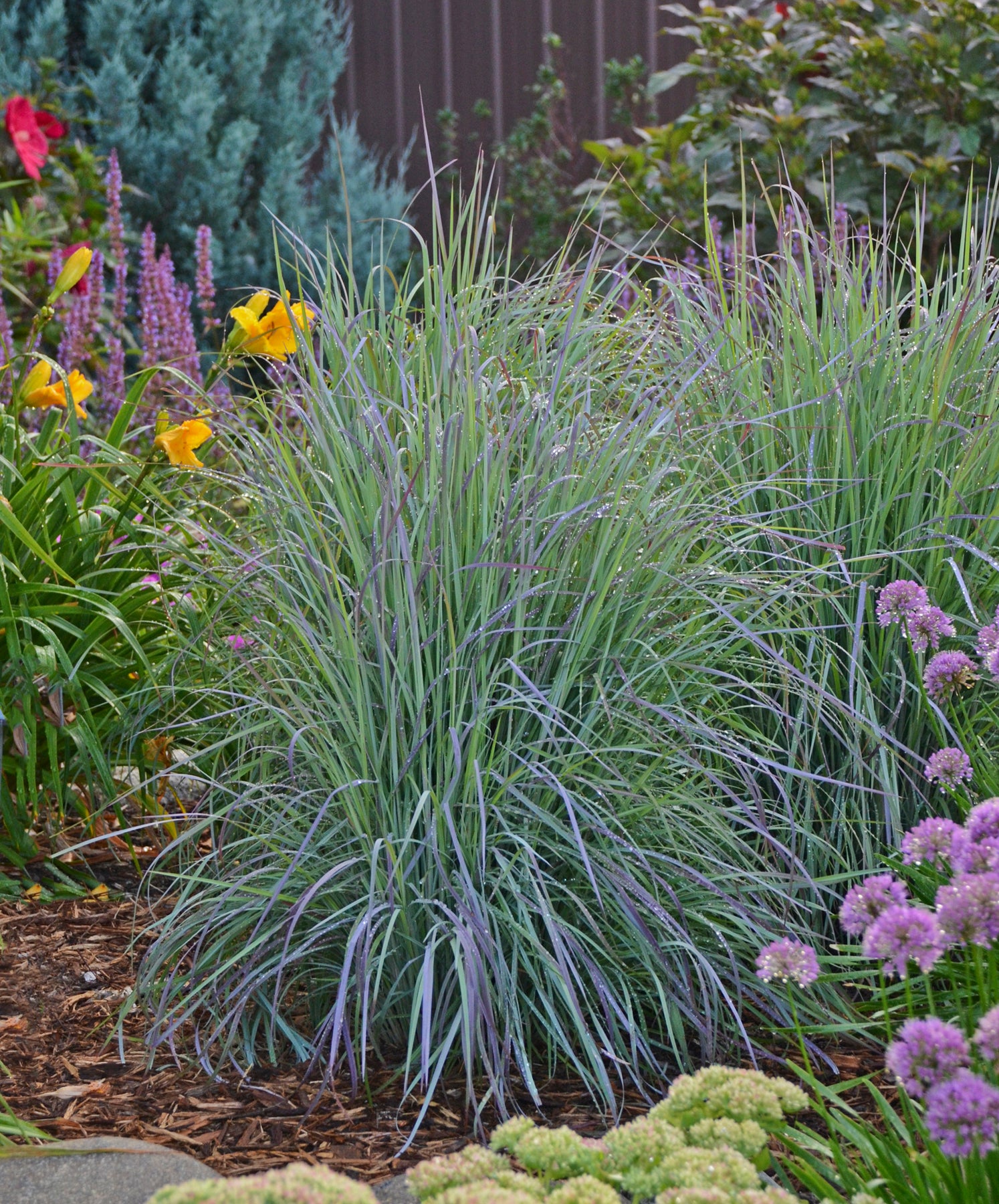 Schizachyrium scoparium Twilight Zone PP27432 Twilight Zone Little Bluestem