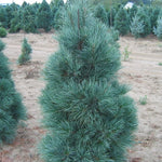 Pinus strobus x ayacahuite Domingo Domingo Hybrid Pine