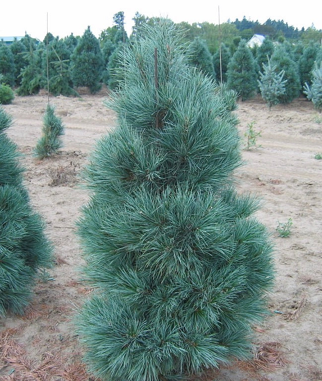 Pinus strobus x ayacahuite Domingo Domingo Hybrid Pine