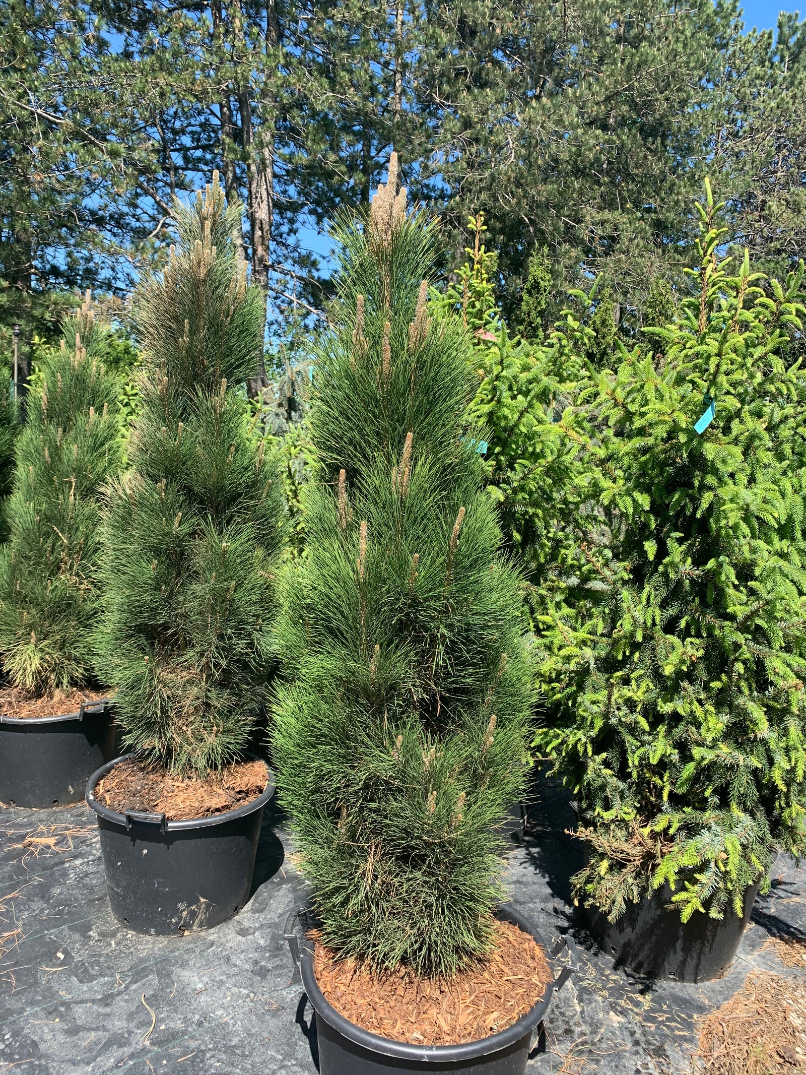 Pinus nigra Green Tower Green Tower Austrian Pine