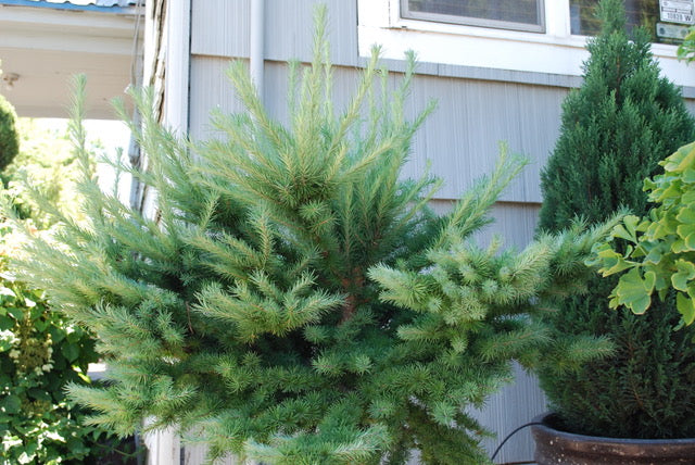 Larix kaempferi Blue Dwarf Japanese Dwarf Larch