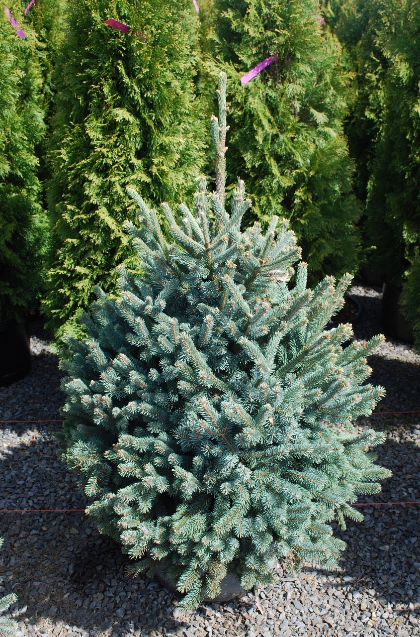 Picea abies Paul's Select Paul's Select Norway Spruce