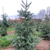 Picea glauca var. densata Skinny Blue Genes Westervelt Skinny Blue Genes Spruce