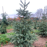 Picea glauca var. densata Skinny Blue Genes Westervelt Skinny Blue Genes Spruce