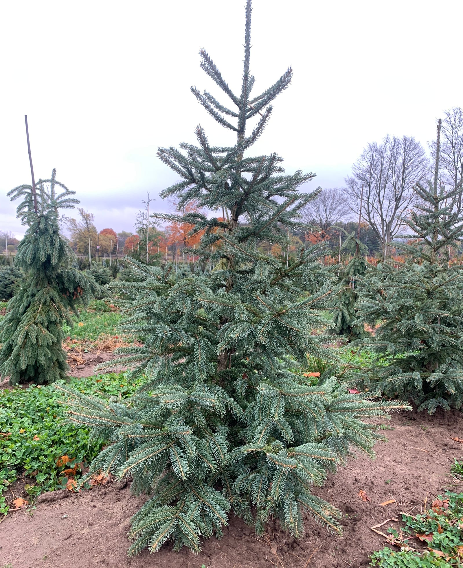 Picea glauca var. densata Skinny Blue Genes Westervelt Skinny Blue Genes Spruce