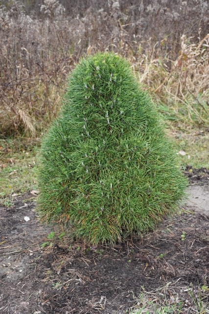 Pinus sylvestris Green Penguin Green Penguin Scots Pine