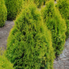 Thuja occidentalis Highlights Janed Gold Highlights Cedar