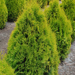 Thuja occidentalis Highlights Janed Gold Highlights Cedar