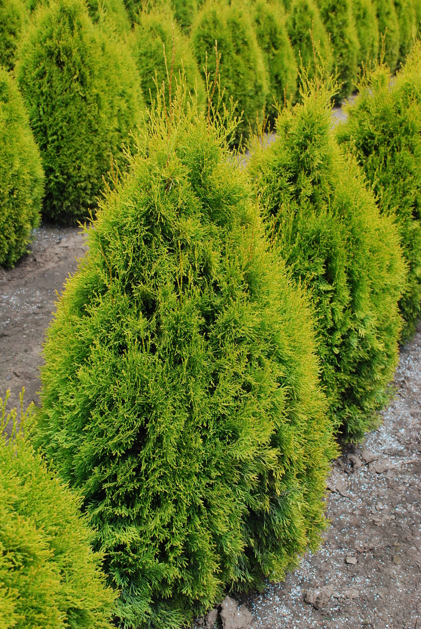 Thuja occidentalis Highlights Janed Gold Highlights Cedar