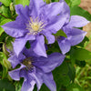 Clematis Olympia Clematis