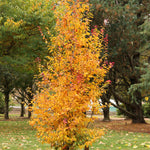 Parrotia persica Persian Spire JLColumnar PP24951 Persian Spire Parrotia