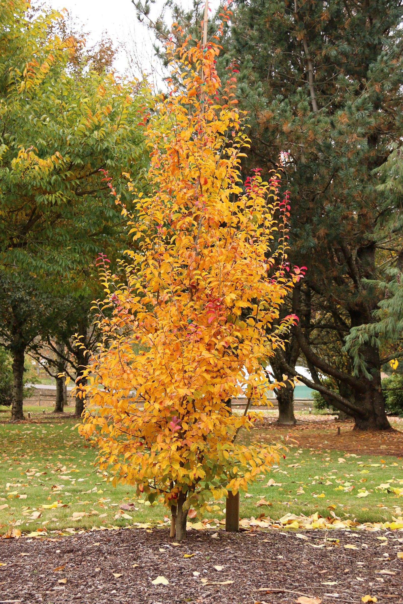 Parrotia persica Persian Spire JLColumnar PP24951 Persian Spire Parrotia