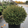 Picea abies Fat Cat Fat Cat Norway Spruce