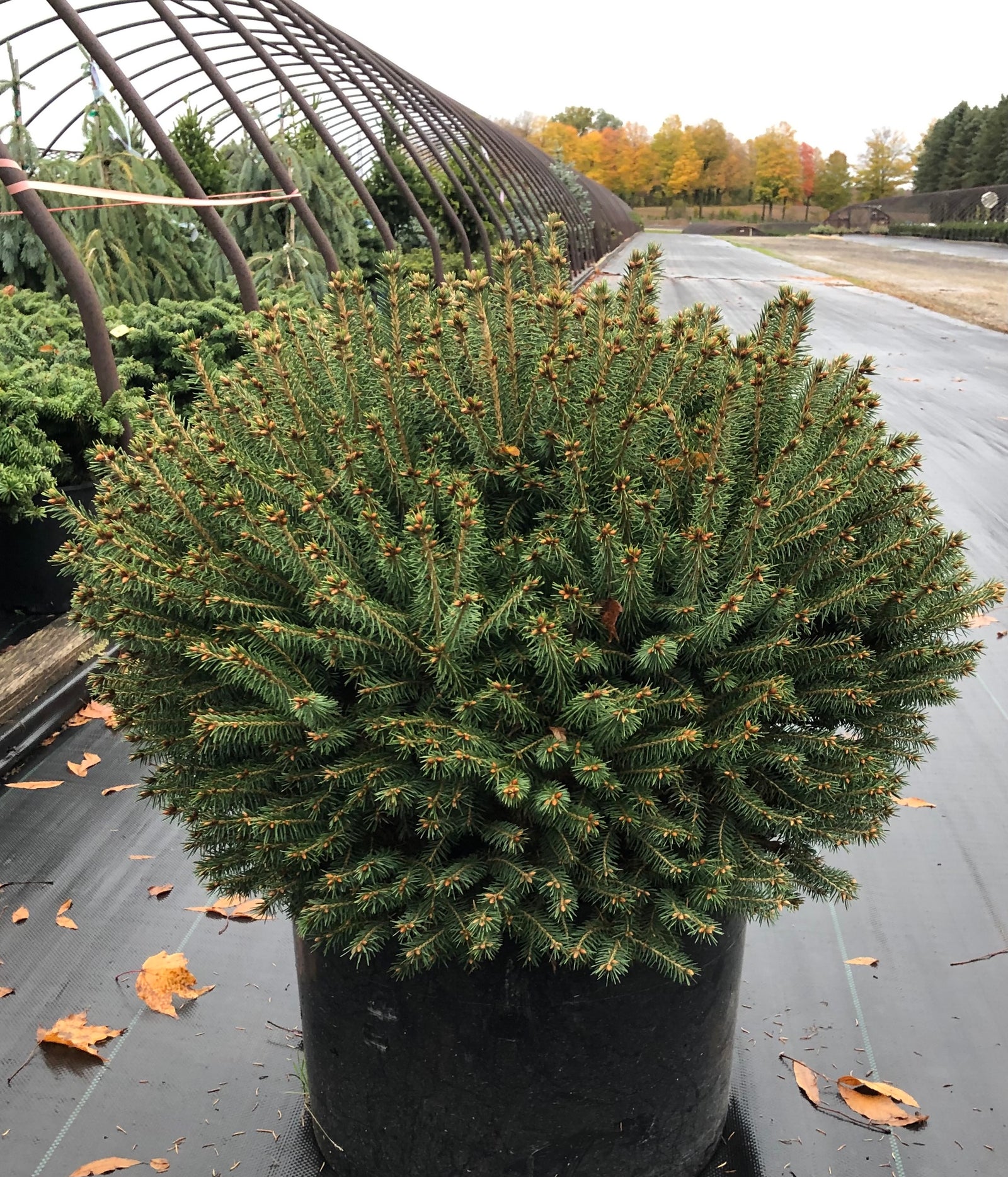 Picea abies Fat Cat Fat Cat Norway Spruce