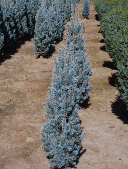 Picea pungens Blue Totem Blue Totem Blue Spruce