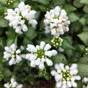 Lamium maculatum White Nancy Spotted Deadnettle