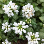 Lamium maculatum White Nancy Spotted Deadnettle