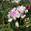 Lathyrus latifolius Pearl Mixture Everlasting Sweet Pea