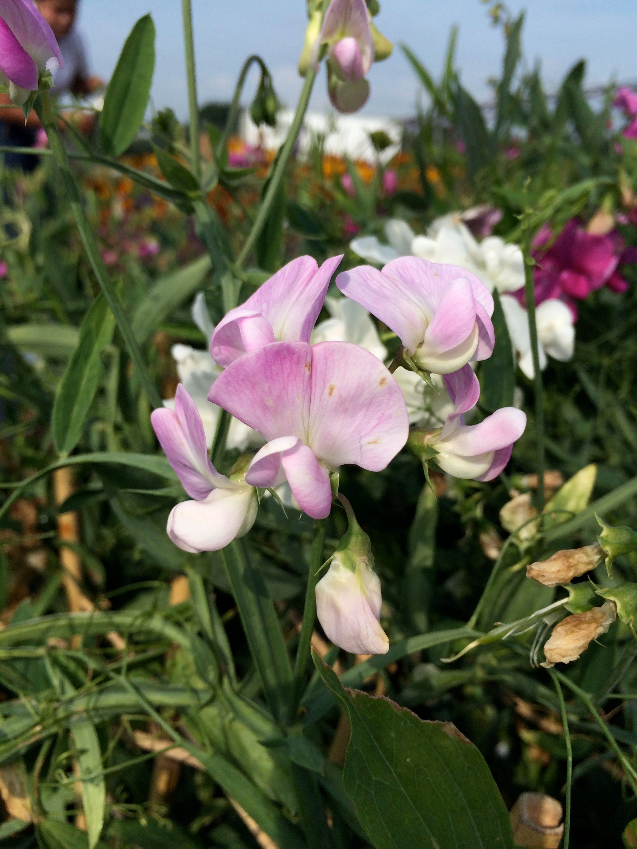 Lathyrus latifolius Pearl Mixture Everlasting Sweet Pea