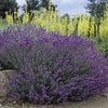 Lavandula angustifolia Hidcote Blue English Lavender