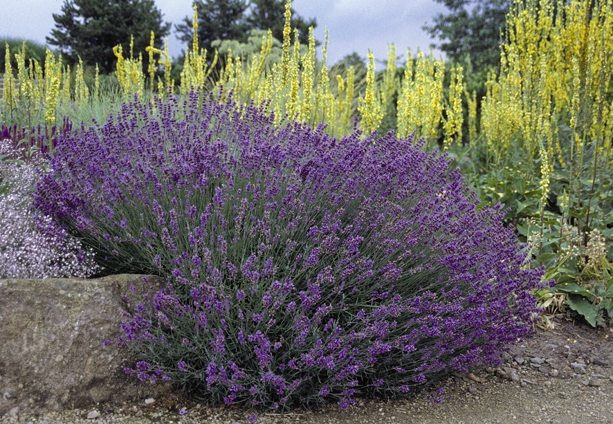 Lavandula angustifolia Hidcote Blue English Lavender