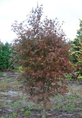 Acer palmatum Trompenburg Japanese Maple