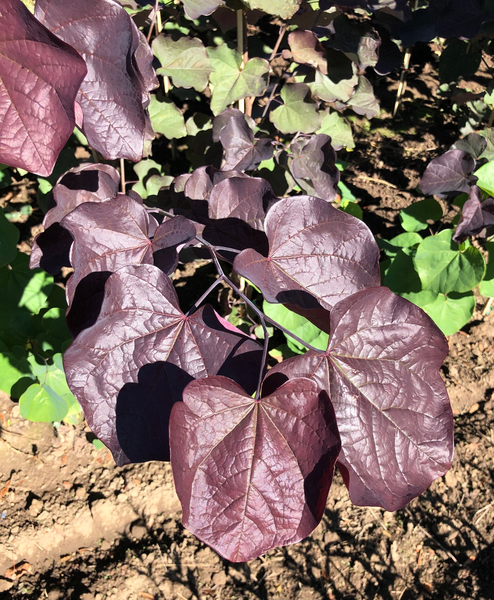 Cercis canadensis Midnight Express RNI RCC3 PPAF Midnight Express Redbud