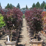 Acer palmatum Pixie Pixie Japanese Maple