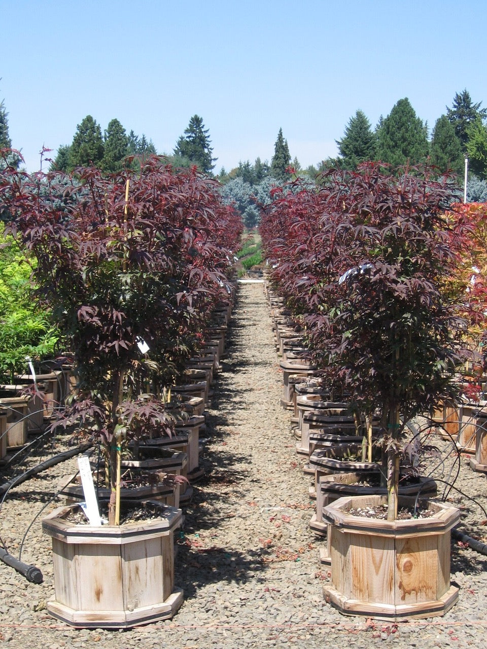 Acer palmatum Pixie Pixie Japanese Maple