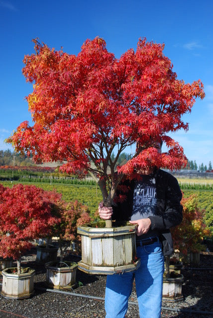 Acer palmatum Sharp's Pygmy Sharp's Pygmy Japanese Maple