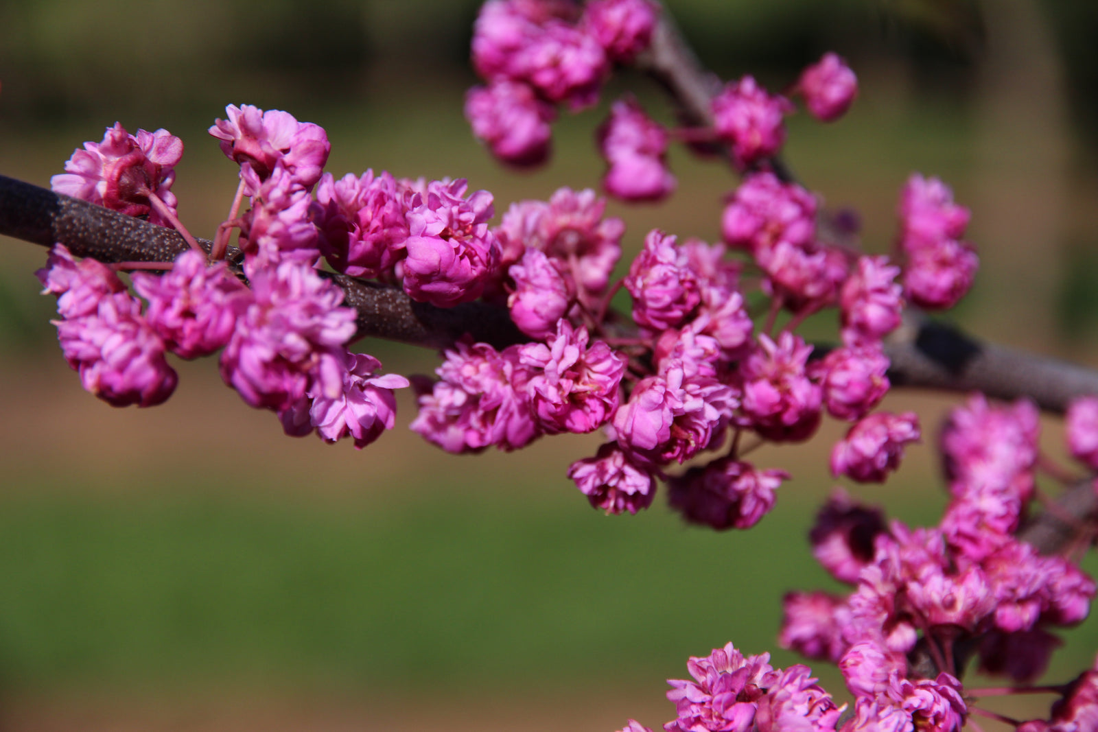 Cercis canadensis Pink Pom Poms PP27630 Pink Pom Poms Redbud