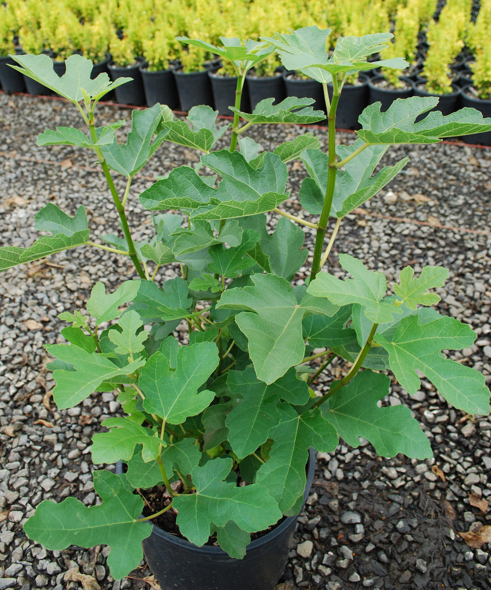 Ficus carica Desert King Desert King Common Fig