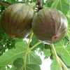 Ficus carica Olympian Olympian Common Fig