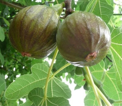 Ficus carica Olympian Olympian Common Fig