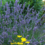 Lavandula x intermedia Grosso Fat Spike Lavender