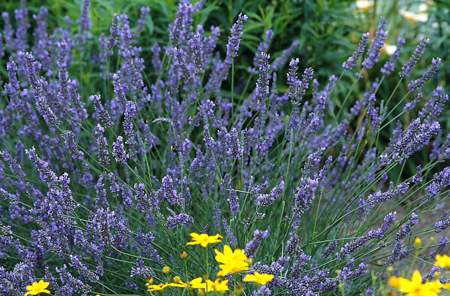 Lavandula x intermedia Grosso Fat Spike Lavender