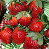 Strawberry Quinault Quinault Everbearing Strawberry