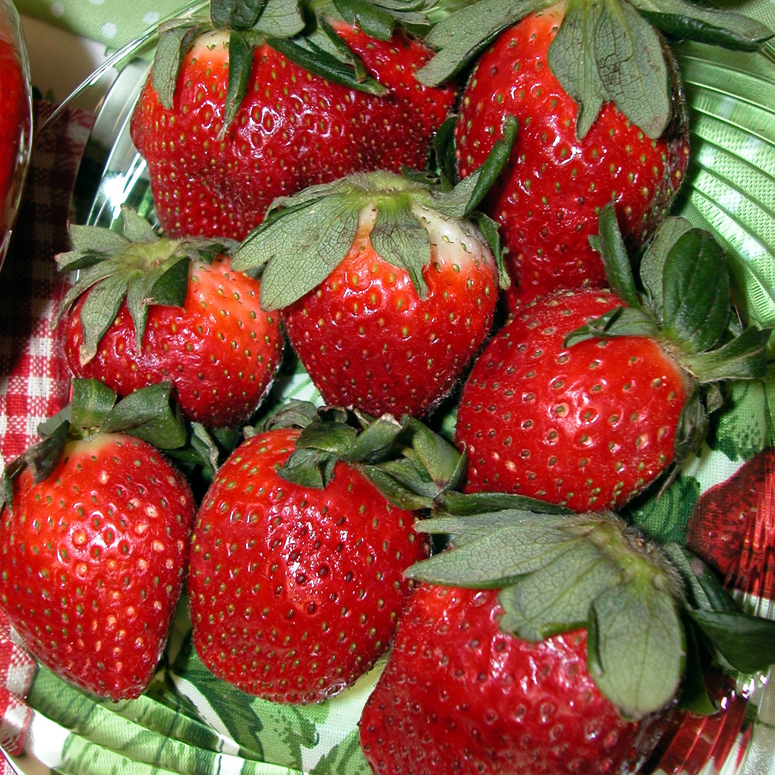 Strawberry Quinault Quinault Everbearing Strawberry