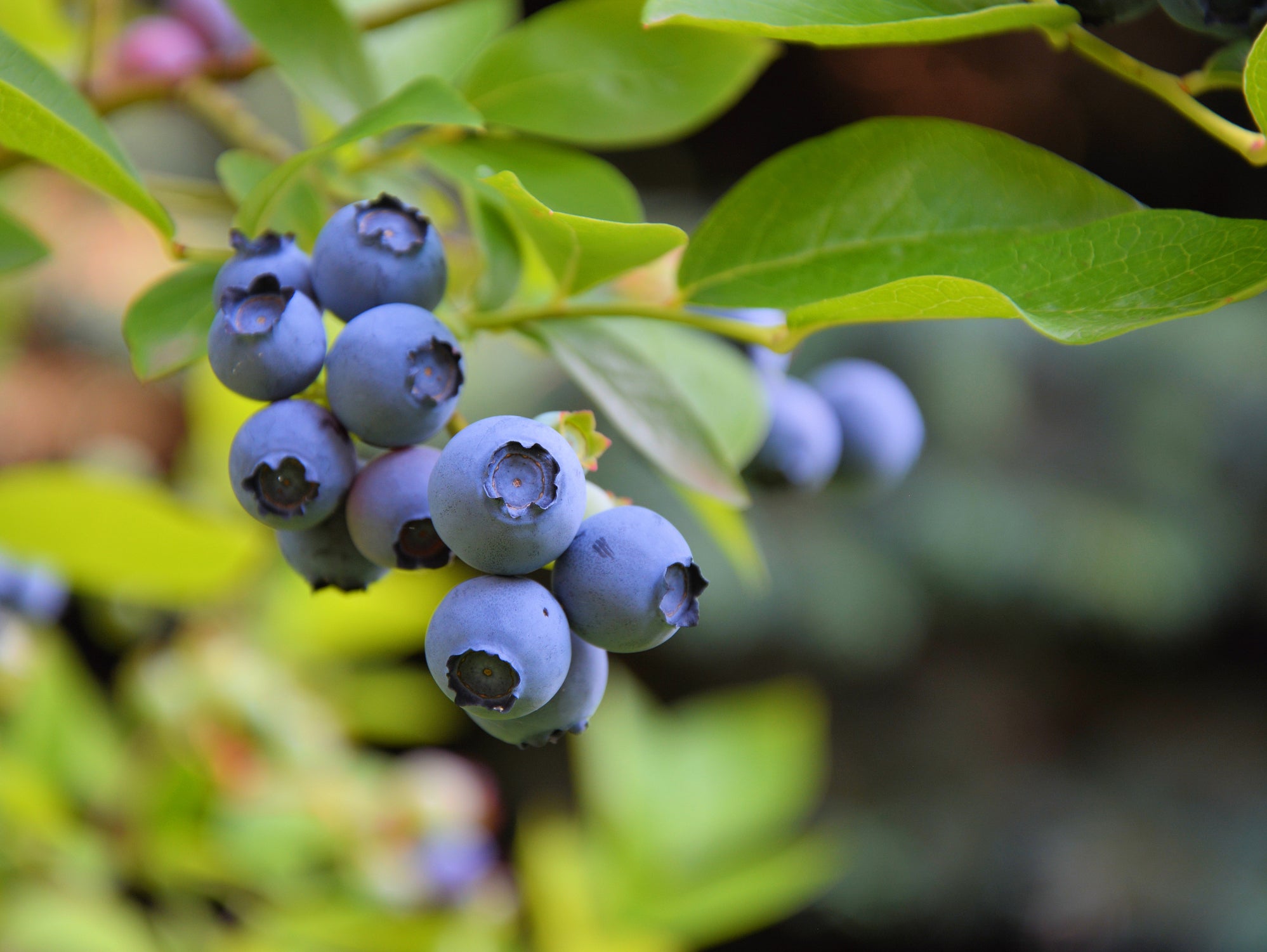 Blueberry Sweetheart Sweetheart blueberry