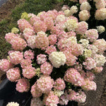 Hydrangea paniculata Fire Light Tidbit SMNHPK PP32512 Fire Light Tidbit Hydrangea