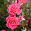 Rosa Aurora Borealis VLR002 Aurora Borealis Rose