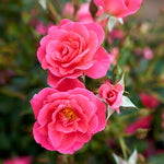 Rosa Aurora Borealis VLR002 Aurora Borealis Rose