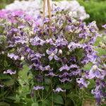 Clematis Stand By Me Lavender PPAF, CPBRAF Bush Clematis