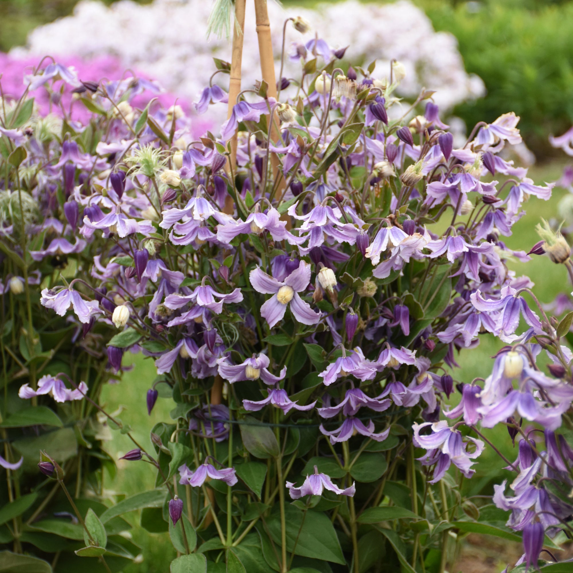 Clematis Stand By Me Lavender PPAF, CPBRAF Bush Clematis