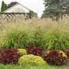 Pennisetum alopecuroides Lemon Squeeze PPAF Lemon Squeeze Fountain Grass